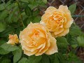 WWW.MESCERE.NET mescere Holy islam Prophet God Creator Resurrection Day of judgement Praise Pray Peace Monotheism Justice Prophethood Heaven Paradise Hell Attribute Pilgrimage Existence Creation Apostles Sinless Sins Regret Feelings Revelation Believer Patient Ungrateful Fasting Mystic...