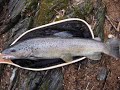I due mostri - pesca a mosca di una trota mostruosa