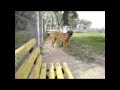Tosa Inu in parc I, II si III