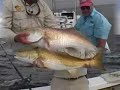 bull red drum off the coast of st. simons island with capt. mark noble.  mark and his two guests reel in bull red drum in the 20-30lb range in rough seas.  great video clip from one of mark's episodes.  fish with mark when you come to st. simons, check out his website at http://www.georgiafishing.net