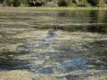 Wekiwa Spring Gators 2