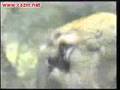 2. dio - Zivotinje ..... www.cazin.net