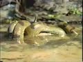 holy crap!  snake eats an alligator!