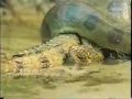 Holy Crap!  Snake eats an Alligator!