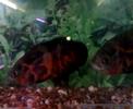 fire red oscar fish fighting (Astronotus ocellatus)