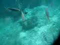 Peces de Colores