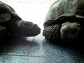 videos de tortugas