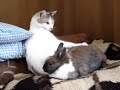 Кот против кролика