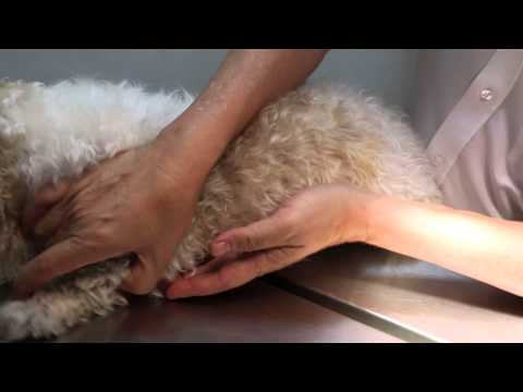 how to treat hot spots on shih tzus