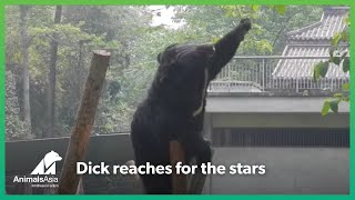 Rescued bear reaches for the stars and gets so much more