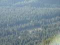 clearcutting mount benson