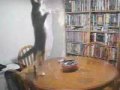 Techno dancing funny cats Techno dancing funny cats