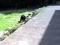 ボール猫動画