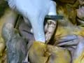 clases de anatomia con el profesor garicano