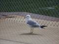 One Wednesday in Sandusky