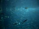 London Aquarium