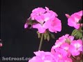 BABY-HUMMINGBIRD-or-