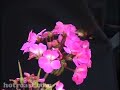 baby-hummingbird-or-a-bug-which-is-it.html