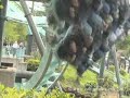 air at Alton Towers (Offride) air at Alton Towers (Offride)