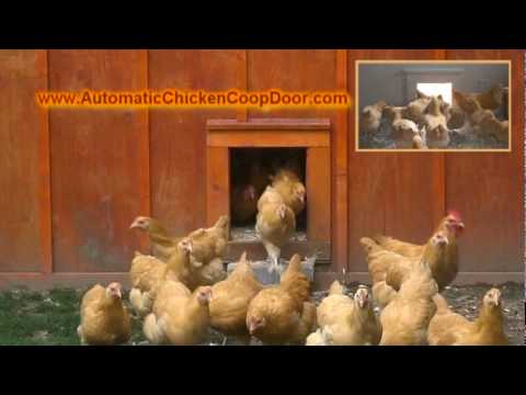 automatic chicken coop door morning rush the ultimate chicken coop