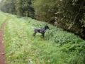 Revieren en spelen met Sirius Revieren en spelen met Sirius