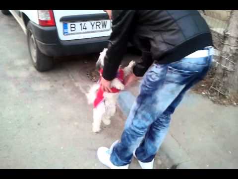 Jully ..pufosenia