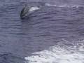 videos de Wake Riders.AVI