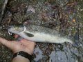 Calabria pesca on line, catture 2. Calabria pesca on line, catture 2.