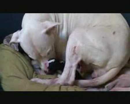 dogue argentin