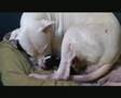 black and white (mise bas dogue argentin)