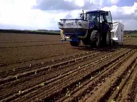 how to fertilize brassicas