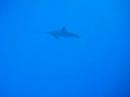 Dolphins at Honaunau Dolphins at Honaunau