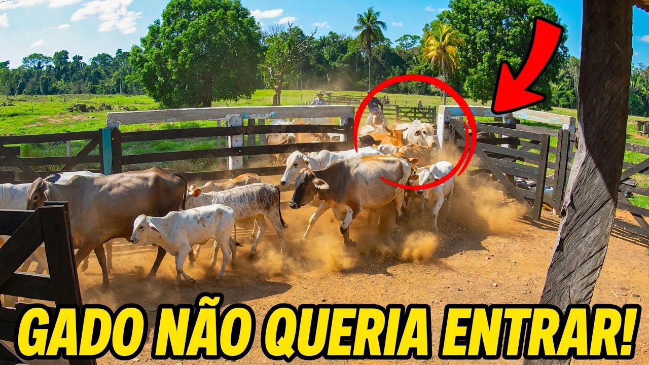 BUSCANDO as NELORE para vacinar os bezerros