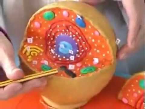 ... celula animal maqueta escolar de plastilina estructura de la celula