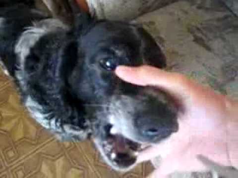 Un cane molto divertente Un cane molto divertente