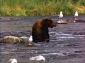stupid random bear