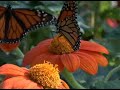 Monarch Butterflies in New York City