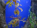 SeaDragon SeaDragon