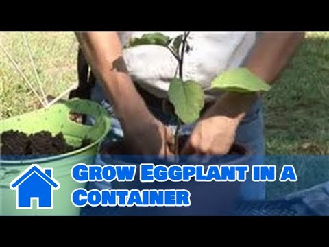 how to grow eggplant in melbourne