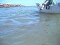 Peixe-boi na praia do saco..