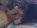 miiis gatitos \" tomiito i shannnon\" miiis gatitos \" tomiito i shannnon\"