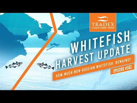 3MMI - Whitefish Harvest Update: How Much Non-Russian Whitefish Remains in the Buyer's Pool With U.S. Bans