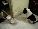 buchoy eats dinner