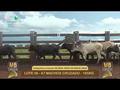 535� LEIL�O VIRTUAL MB LEIL�ES