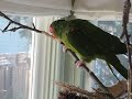 eating the branch she's on