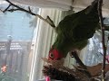 eating the branch she's on
