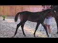 Drumroll by De Laurentis