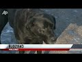 Hero Sniffer Dog Retires