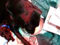 videos de Jo's First Four Puppies