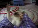More of the Re-appearing, Good kitty